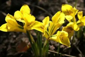 Iris danfordiae