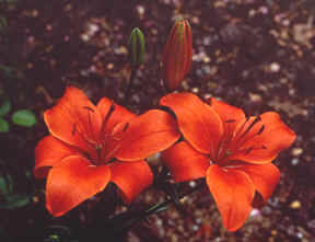 Deep Orange flowers in closeup of Lilium Red Knight
