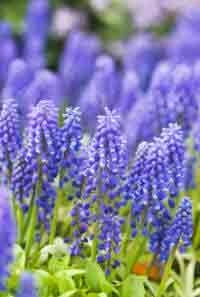 Muscari armeniacum