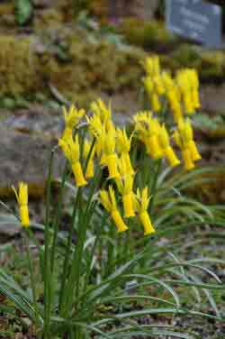 Dwarf Daffodil Bulbs Planting And Growing Mini Narcissus Gardenseeker Com
