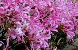 Nerine bowdenii
