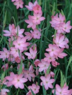 Schizostylis (Rhizomes)