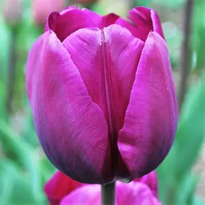 Negrita Tulipa Triumph Tulip