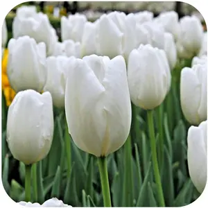 White Dream Tulips
