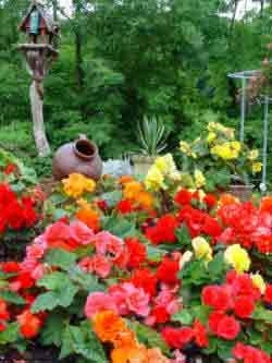 the begonia multiflora group
