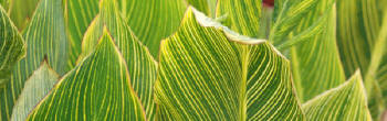canna Foliage with striped leaves.