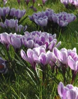 Growing Crocus from Seed