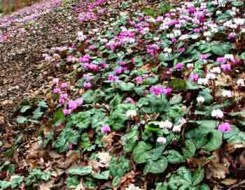 Cyclamen coum hybrids - naturalised