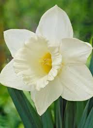 Daffodil Narcissus Trumpet
