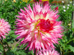 Dahlia with bicolor pink and white flowers