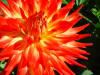 Flame red - orange - cactus type dahlia flowers