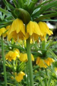 Fritillaria imperialis Lutea