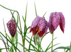 The snakeshead fritillary bulbs