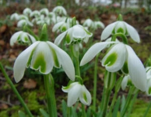 Galanthus nivalis (Snowdrop)