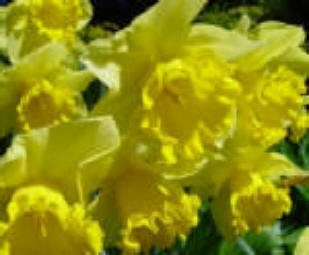 Daffodil Bulbs