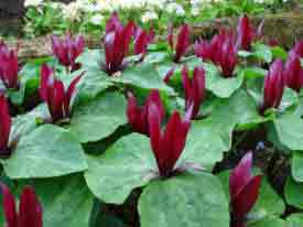 Trillium Sessile showing a drift of red-mauve flowers and attractive foliage.