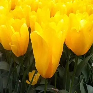 Muscadet Yellow Tulip Bulbs