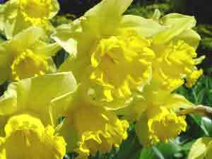 Beatiful Yellow Daffodils