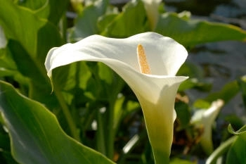 Zantedeschia aethiopica