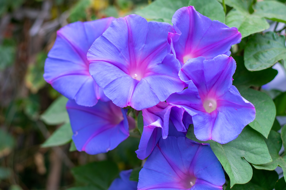 a group of morning glory flowers