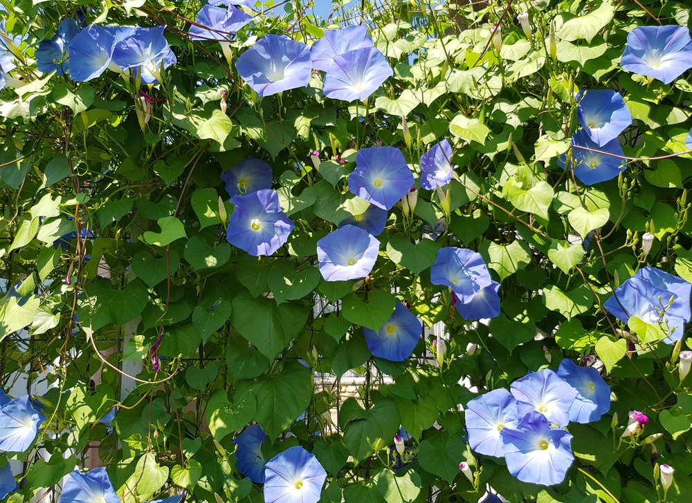 Heavenly blue morning glory flowers (Ipomoea tricolor) in the sun in green foliage on the fence (texture).
