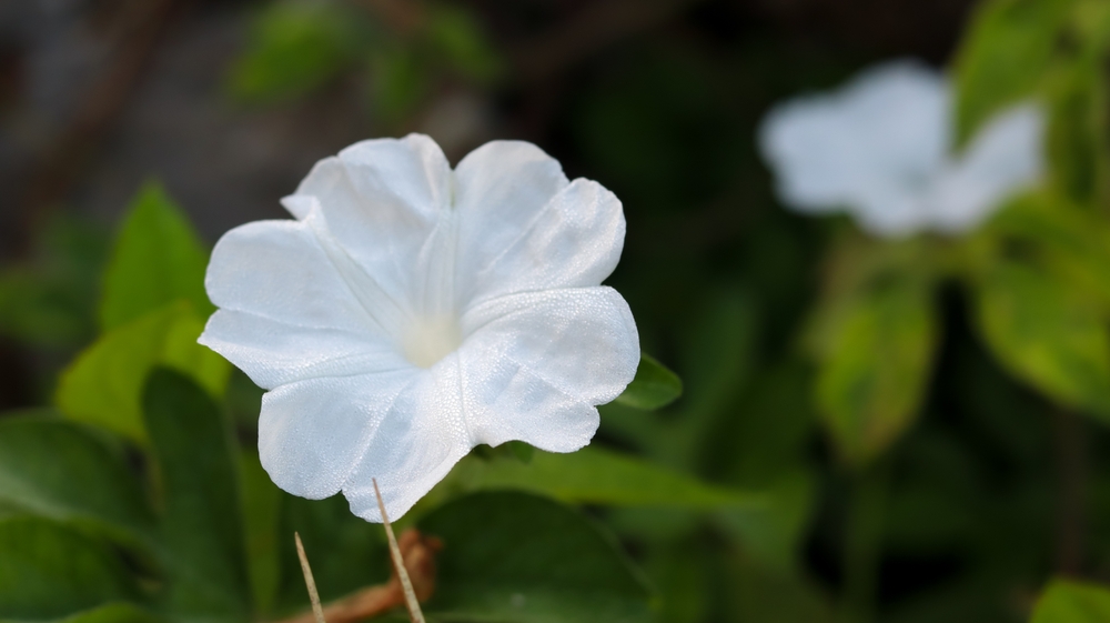 Ipomoea alba (white moonflower ) well known as tropical white morning-glory or moonflower or moon vine, is a species of night-blooming morning glory