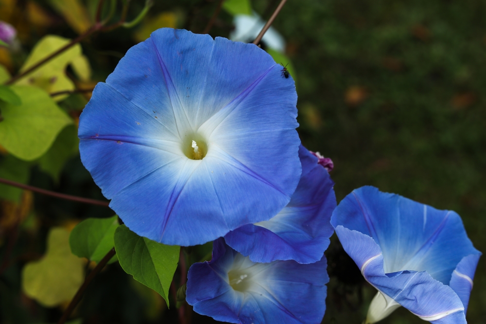 Ipomoea tricolor, the Mexican morning glory or just morning glory in the autumn garden
