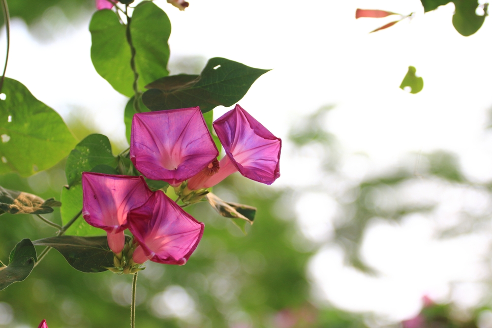 Some pink Morning Glory (Ipomoea carnea) in the garden with blurry background.