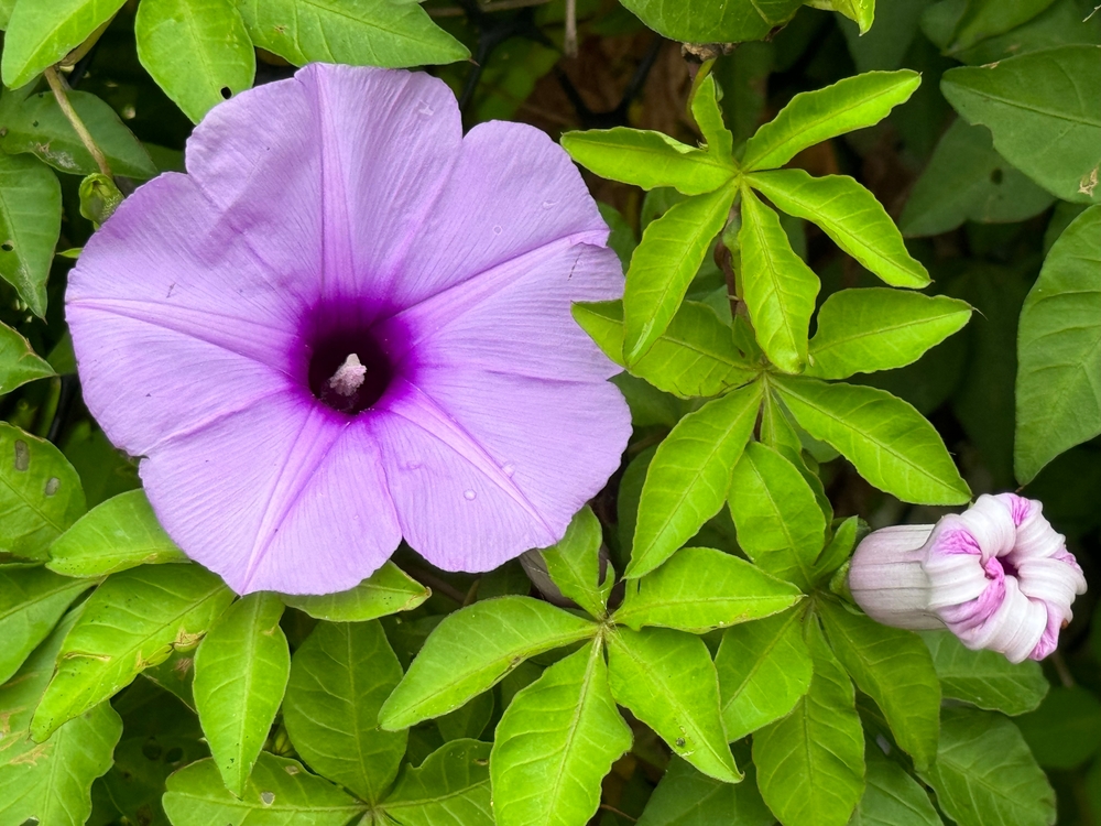 Budding and blooming morning glories （Ipomoea cairica)