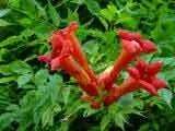 Campsis radicans - Chilean Trumpet Vine