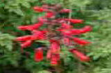 Eccremocarpos scaber - Bright crimson Red flowers.