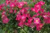 Climbing Rose  Vanity