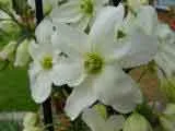 Clematis armandi - Evergreen clematis with white flowers.