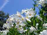 Solanum jasminoides Album - The White Potato vine.