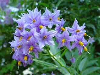 Solanum crispum Glasnevin - blue flowers.