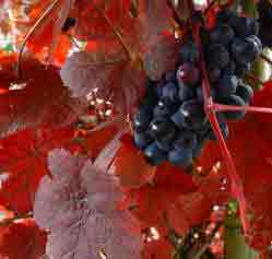 Vitis vinifera Purpurea foliage and fruit