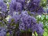 Wisteria sinensis - Blue flowered Climbing plant