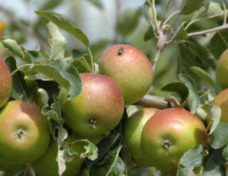 Spur fruiting Apple Tree image