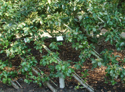 Cordon Trained Fruit Trees image, showing the support wires and training bamboo canes.