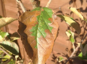 Apple leaf browning caused by over feeding