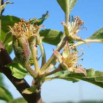 Apple fruitlets forming after flowering.