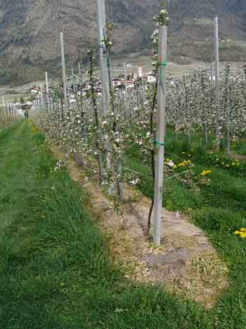 Apple tree orchard with weedkiller applied