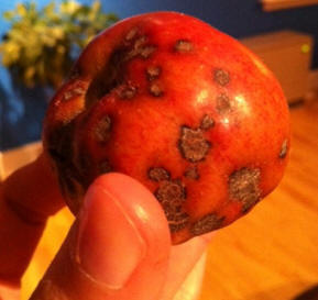 Apple scab on a harvested fruit!