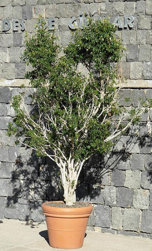 An Olive tree grown in a pot. It will not get big enough to bear fruit, but it is a gargeous addition to the patio