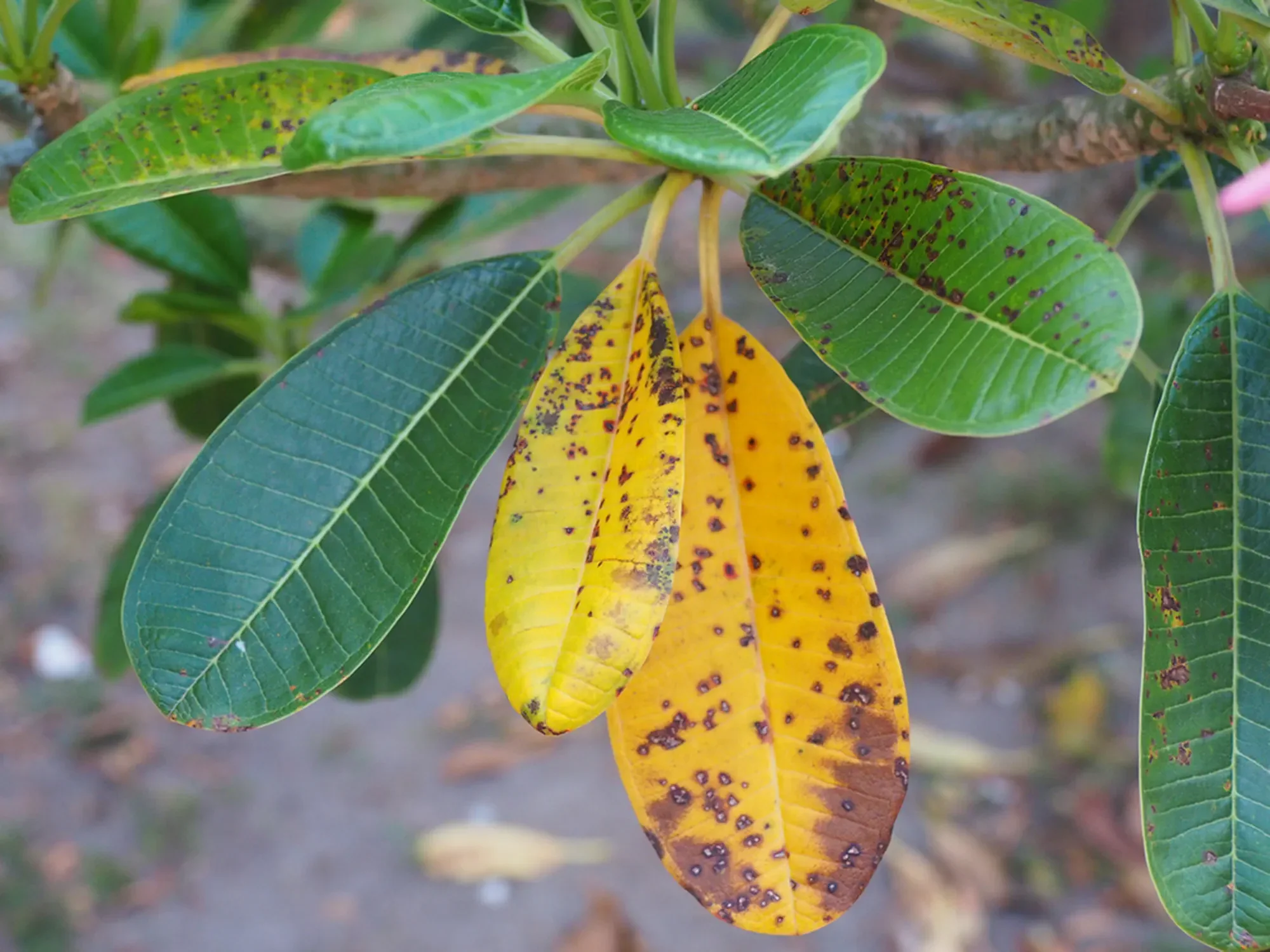 Anthracnose on plumeria leaf in the garden.