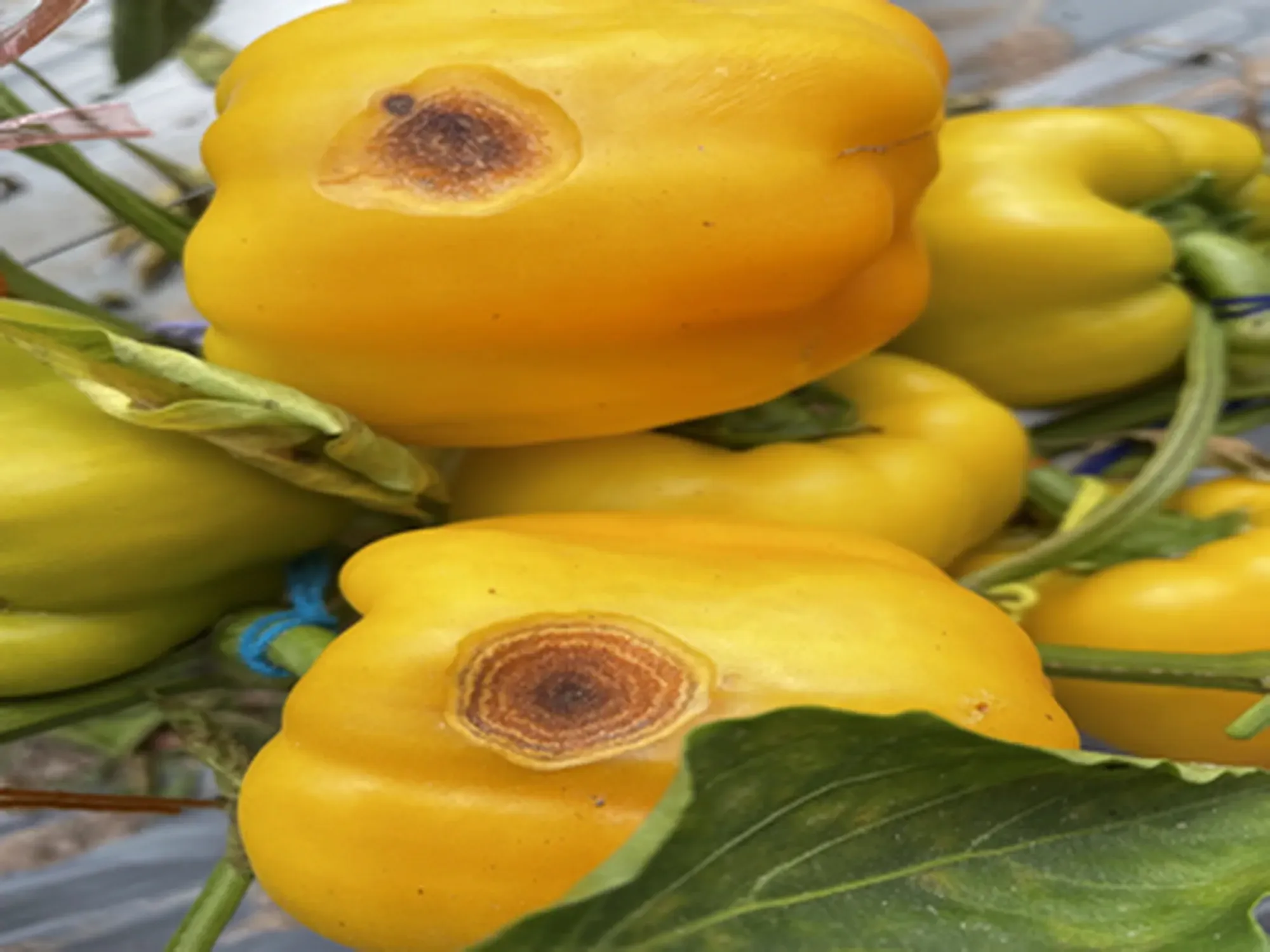 Anthracnose in hot peppers disease caused by Colletotrichum capsici.