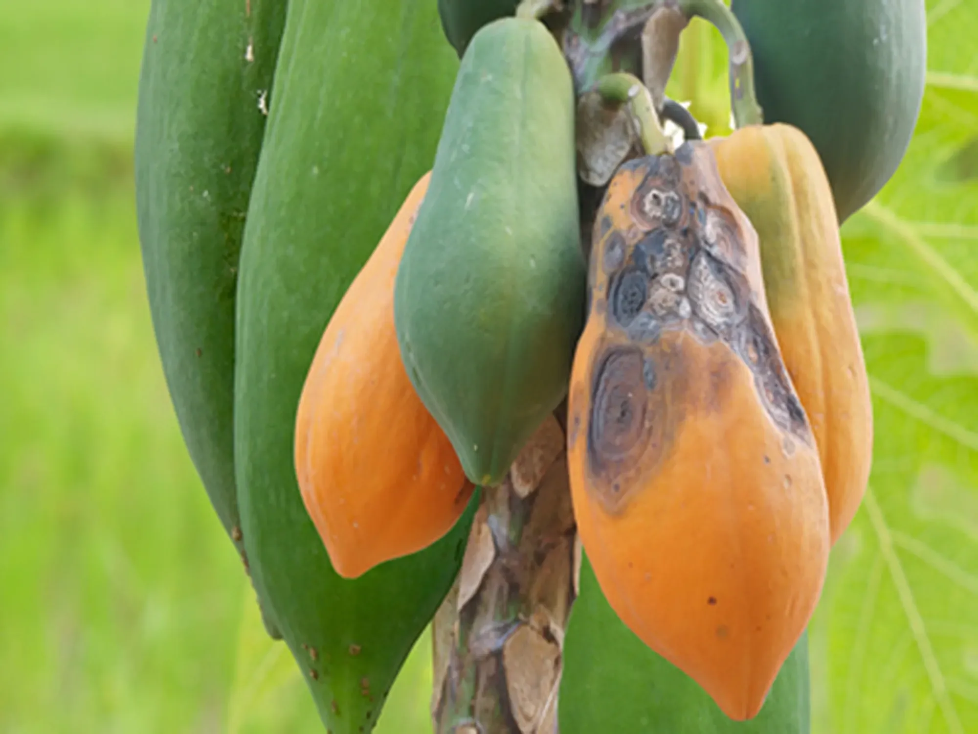 Anthracnose disease of hydrangea caused by a fungus (Colletotrichum).The symptoms of disease are zonate brown spots on leaves and fruits surfaces. The symptoms of Anthracnose black spots on papayas.