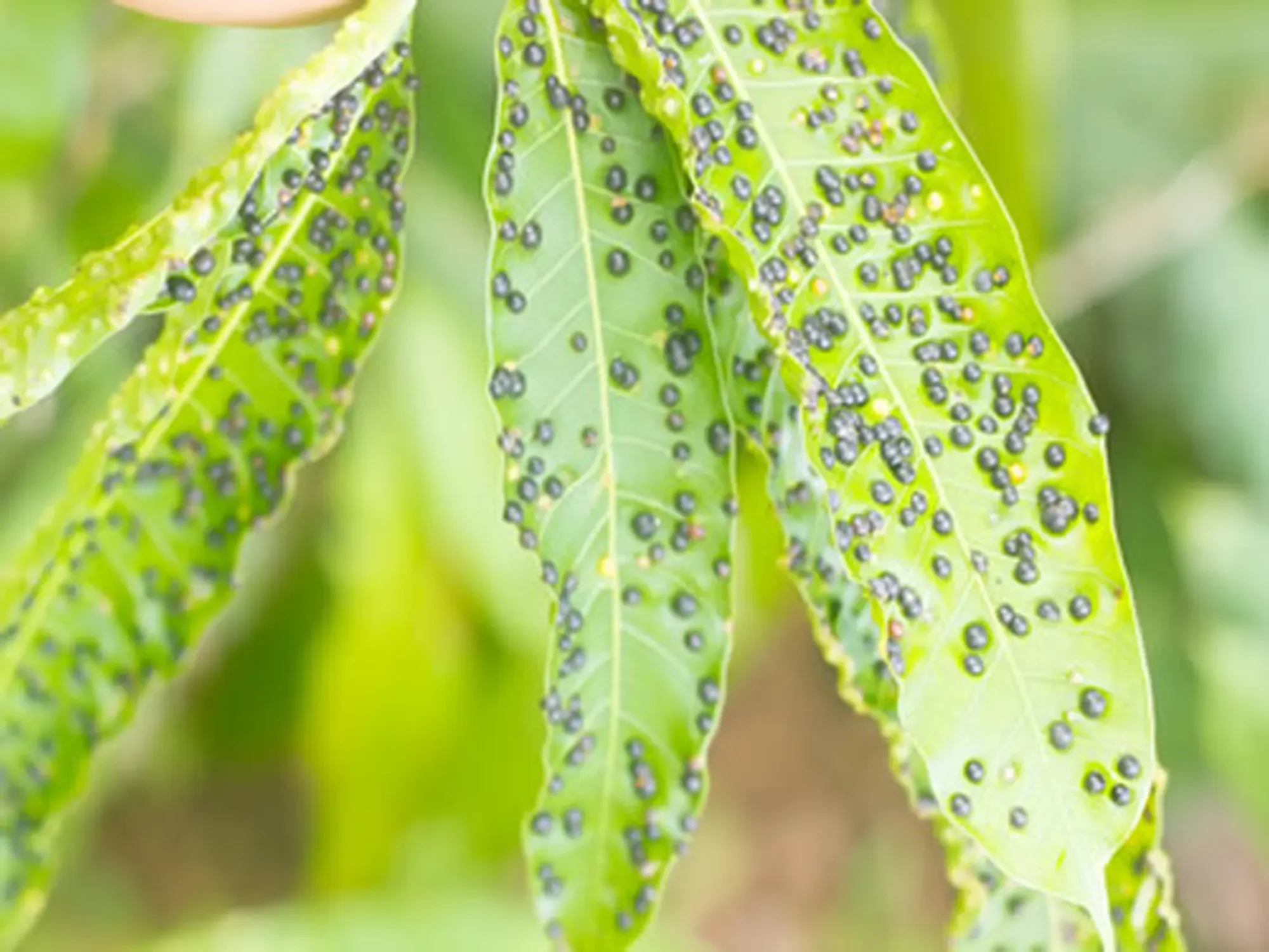 anthracnose and mango leaf
