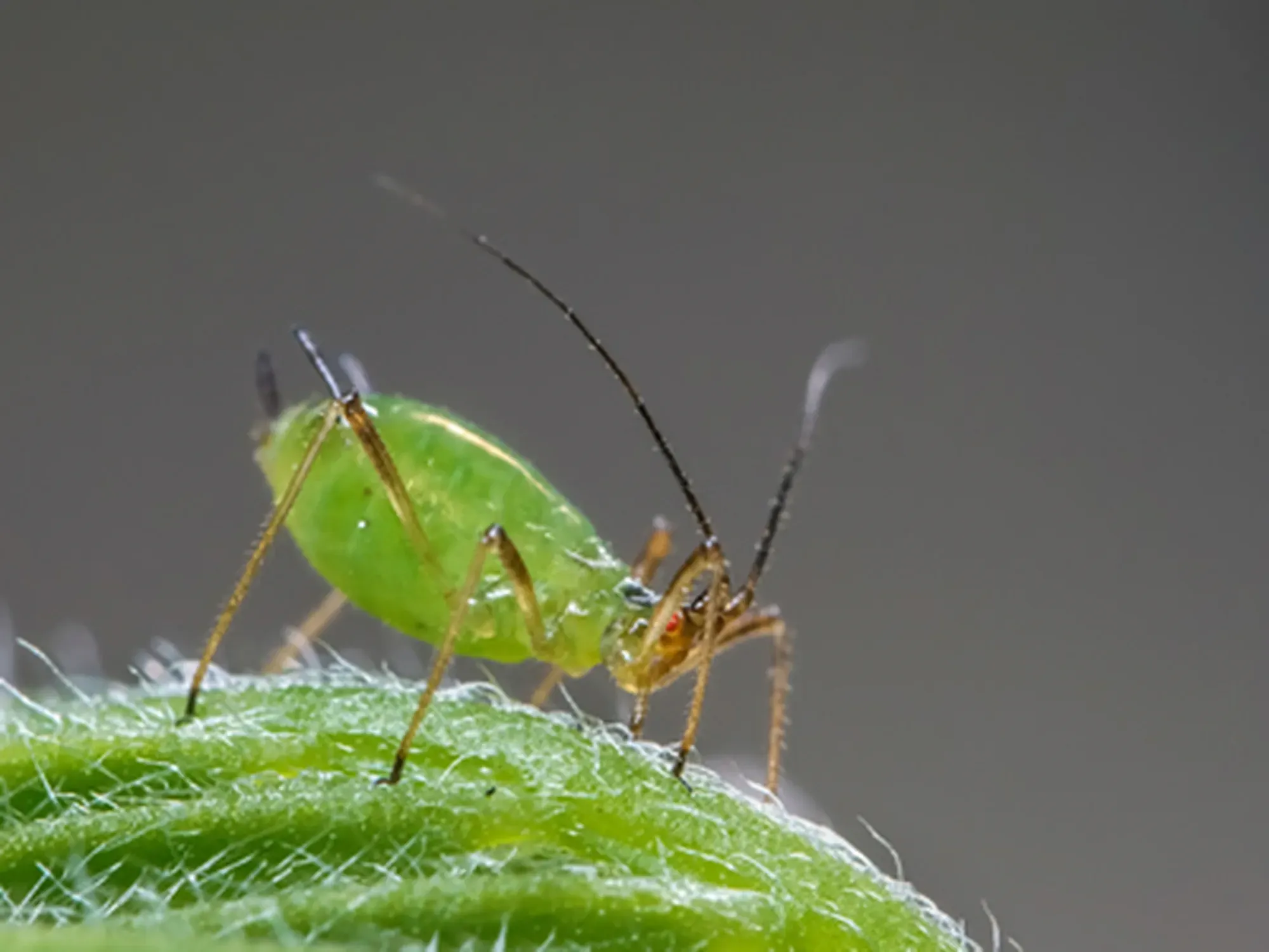 green peach aphid