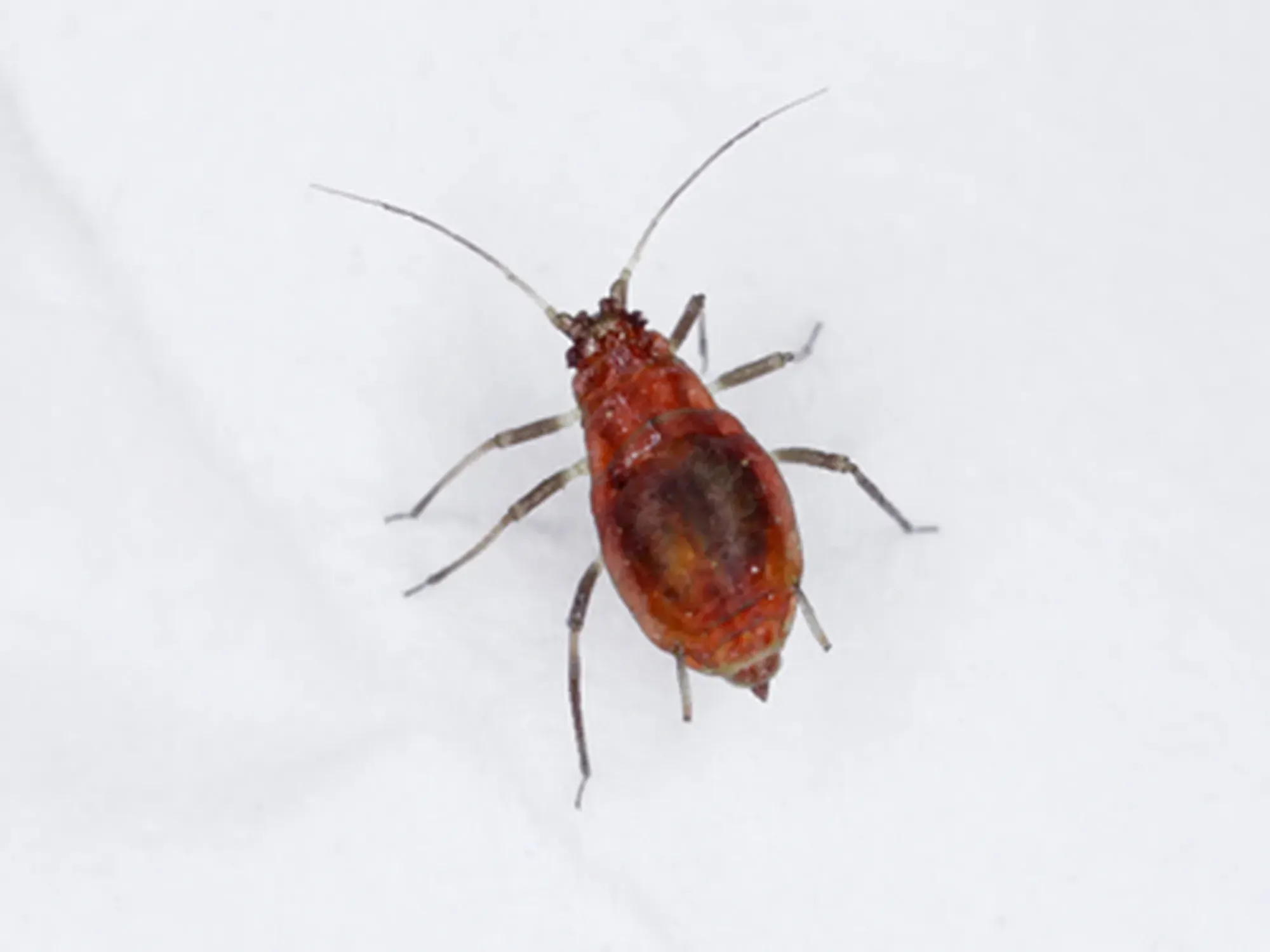 Myzus persicae, known as the green peach aphid or the peach-potato aphid, is a small green aphid pest of peach, beet and potato crops. It is a vector of viruses causing plant diseases.